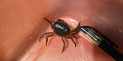 Geothelphusa dehaani