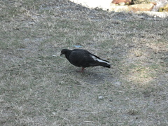 Columba livia domestica