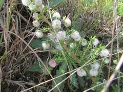 Erica cooperi cooperi