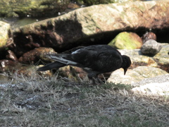 Columba livia domestica