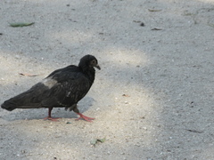 Columba livia domestica