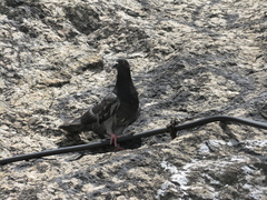 Columba livia domestica