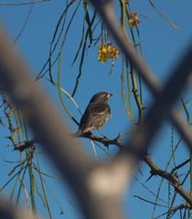 Camarhynchus psittacula