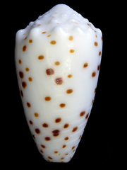 Conus pulicarius