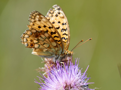 Argynnis adippe