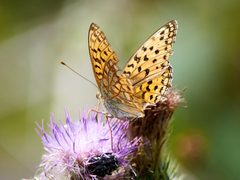 Argynnis adippe