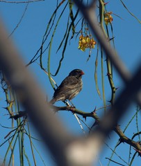 Camarhynchus psittacula