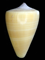 Conus quercinus