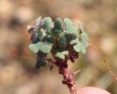 Oxalis attaquana