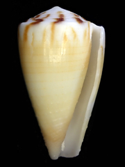 Conus planorbis
