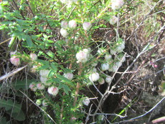 Erica cooperi cooperi