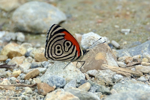 Photo of Widespread Eighty-eight (Diaethria clymena)