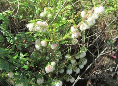Erica cooperi cooperi