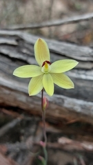 Thelymitra antennifera
