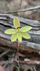 Thelymitra antennifera