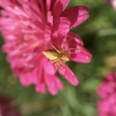 Oxyopes punctatus