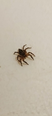 Salticidae