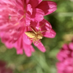 Oxyopes punctatus