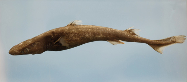 Blurred Lantern Shark