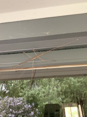 Ctenomorpha marginipennis