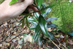 Cinnamomum virens