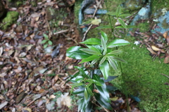 Cinnamomum virens