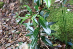 Cinnamomum virens