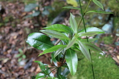 Cinnamomum virens