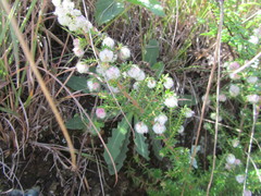 Erica cooperi cooperi