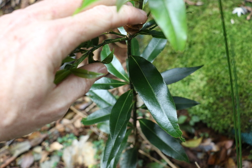 Image of Cinnamomum virens by (c) Greg Tasney, some rights reserved (CC BY-SA)