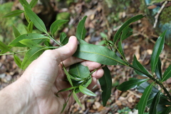 Cinnamomum virens