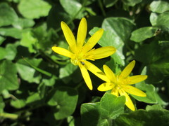 Ficaria verna