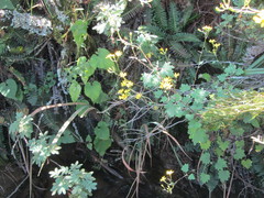 Cineraria glandulosa