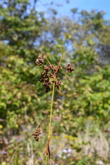 Scirpus lushanensis