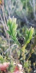 Leucadendron verticillatum