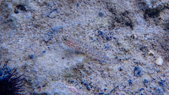Gobius fallax