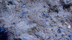 Gobius fallax
