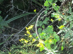 Cineraria glandulosa