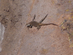 Liolaemus austromendocinus