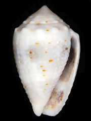 Conus coronatus