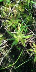 Drosera cistiflora