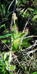 Drosera cistiflora