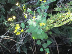 Cineraria glandulosa
