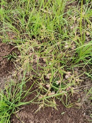 Brachystelma franksiae