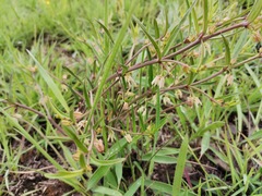 Brachystelma franksiae