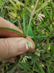 Brachystelma franksiae