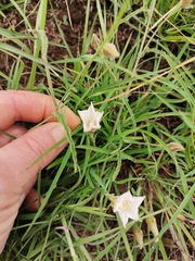 Convolvulus natalensis