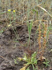 Arnoseris minima