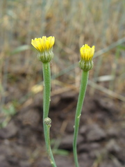 Arnoseris minima