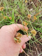 Cyperus semitrifidus